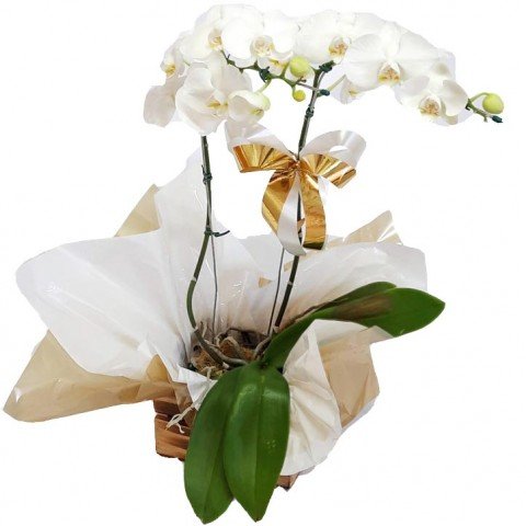 Orquídea Phalaenopsis Branca 2 Hastes Pote 15